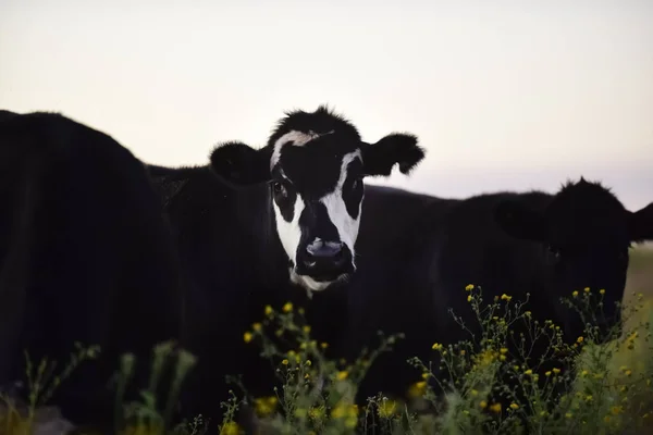 Cow Natural Grass — Stock Photo, Image