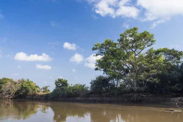 Amazon Jungle River Banks Brazil — Stock Photo, Image