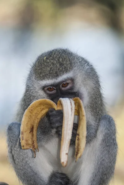 Vervet Monkey Kruger National Park South Africa — Stock Photo, Image