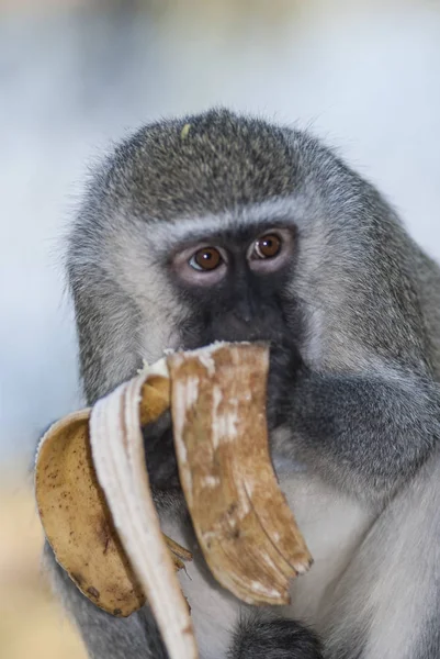 Vervet Monkey Kruger National Park South Africa — Stock Photo, Image