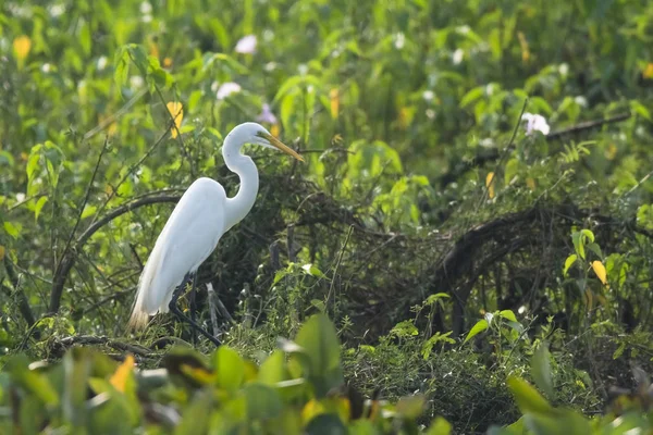 Gran Garza Blanca Entorno Forestal Pantanal Brasil — Foto de Stock