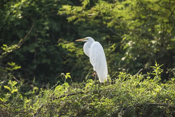 Great White Egret Forest Environment Pantanal Brasil — Fotografia de Stock