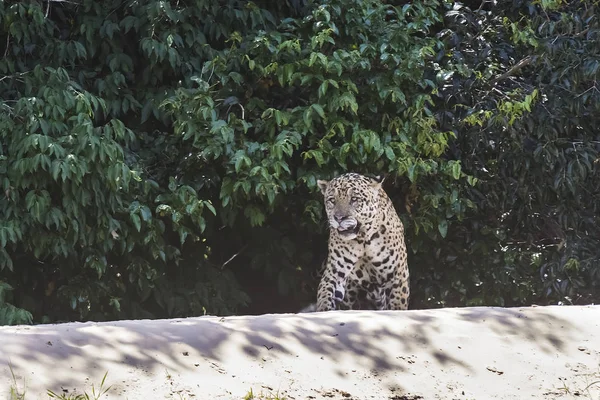 Jaguar Walking Banks Cuiaba River Pantanal Brazil — Stock Photo, Image