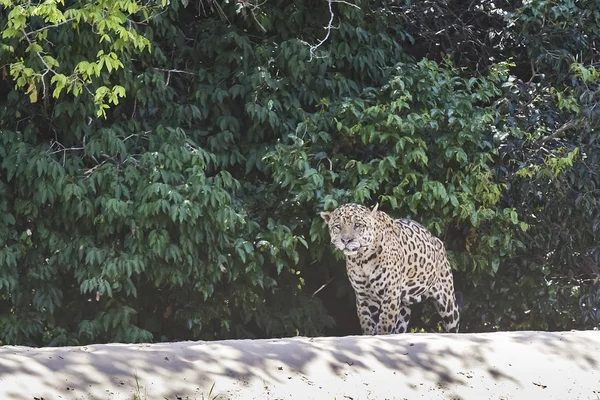 Jaguar Caminando Orillas Del Río Cuiaba Pantanal Brasil — Foto de Stock