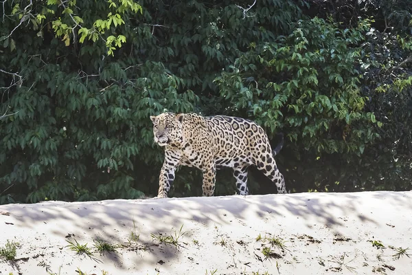 Jaguar Walking Oevers Van Rivier Cuiaba Pantanal Brazilië — Stockfoto