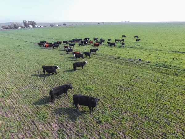 Légifelvételek Pampas Field Tehenek Argentína — Stock Fotó