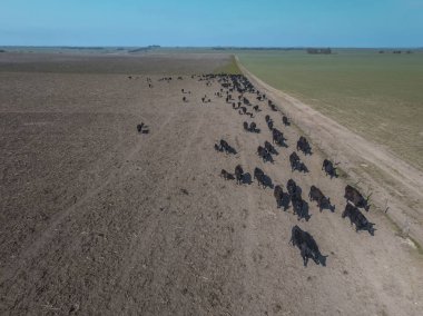 Tarladaki havadan peyzajı, Buenos Aires, Arjantin