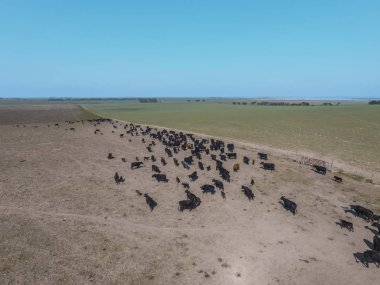Tarladaki havadan peyzajı, Buenos Aires, Arjantin
