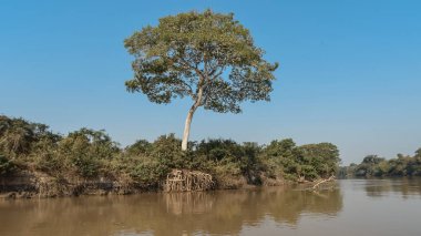 Cuaiaba nehir kıyısında orman manzara, Pantanal, Brezilya