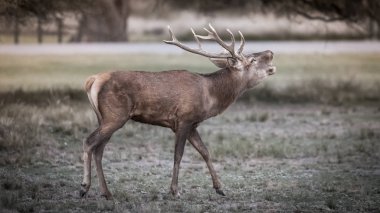 Rut sezonunda Erkek Kırmızı Geyik, La Pampa, Arjantin