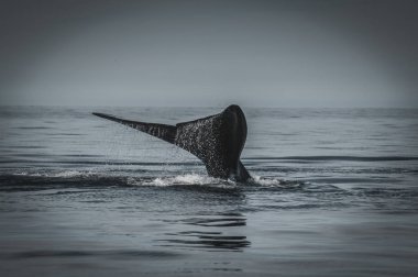 Sağ balina kuyruğu, Peninsula Valdes, Patagonya, Arjantin