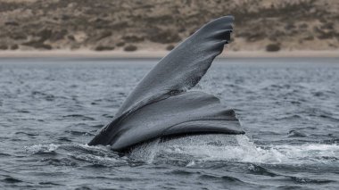 Sağ balina kuyruğu, Peninsula Valdes, Patagonya, Arjantin