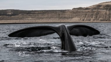 Sağ balina kuyruğu, Peninsula Valdes, Patagonya, Arjantin