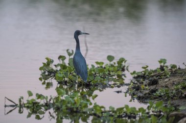 Küçük Mavi Heron, Pantanal, Brezilya