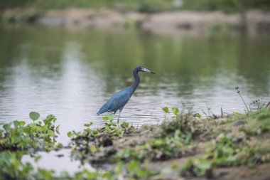 Küçük Mavi Heron, Pantanal, Brezilya