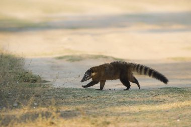 Halka kuyruklu coati, Pantanal, Brezilya