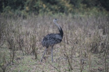 Civcivile Büyük Rhea, Rhea americana, Pantanal, Brezilya