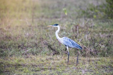 Otlak ortamında beyaz boyunlu balıkçıl, Pantanal , Brezilya