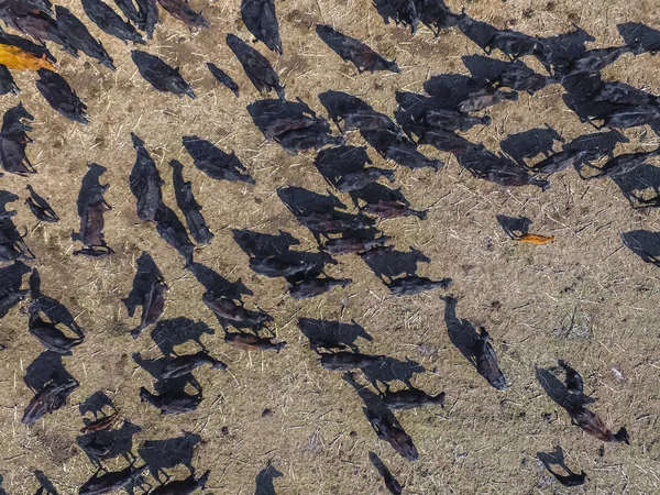 Vista Aérea Vacas Campo Pampas Argentina — Fotografia de Stock