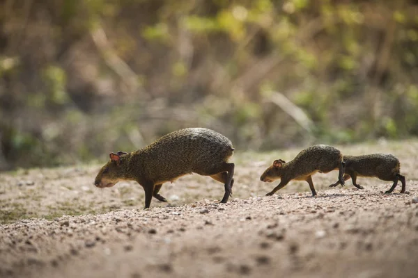 Azaras Agouti Hlodavci Pantanal Brazílie — Stock fotografie