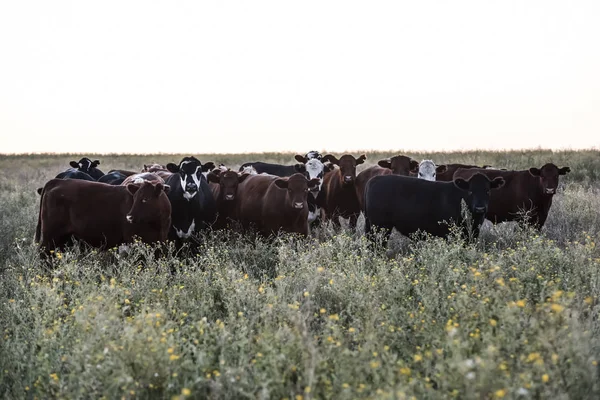 Vacas Leiteiras Argentina Patagônia — Fotografia de Stock