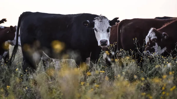 Vaches Laitières Dans Campagne Argentine Patagonie — Photo