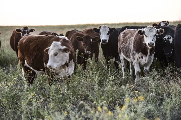 Vacas Lecheras Campo Argentino Patagonia —  Fotos de Stock
