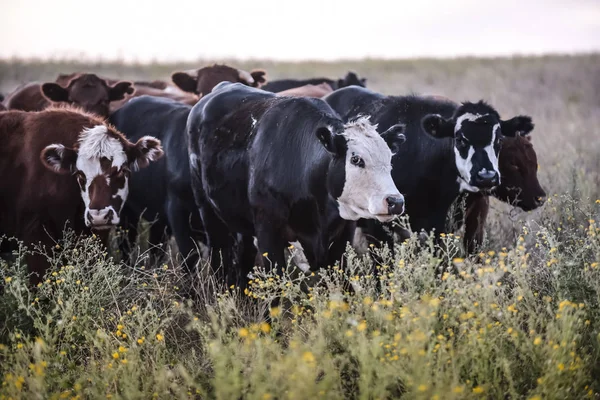 Vacas Lecheras Campo Argentino Patagonia —  Fotos de Stock
