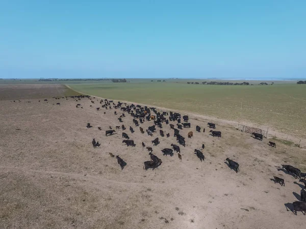 Tarladaki havadan peyzajı, Buenos Aires, Arjantin