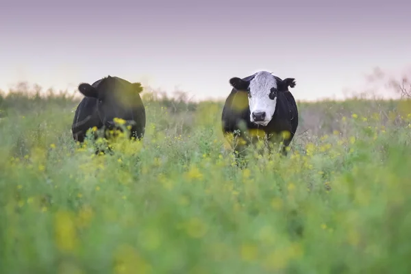 Αγελάδες Που Μεγάλωσαν Φυσικό Γρασίδι Παραγωγή Κρέατος Αργεντινής — Φωτογραφία Αρχείου