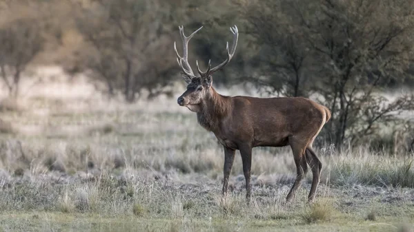 Veado Vermelho Masculino Época Rut Pampa Argentina — Fotografia de Stock