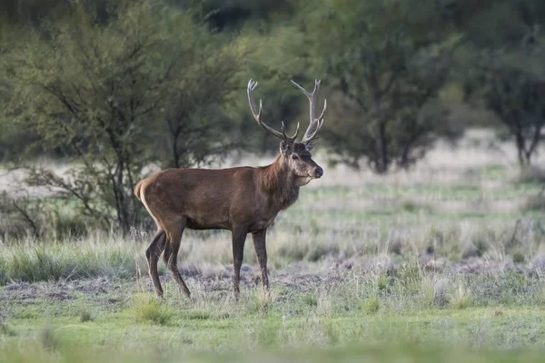 Rut Sezonunda Erkek Kırmızı Geyik Pampa Arjantin — Stok fotoğraf