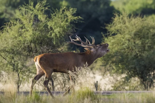 Male Red Deer Rut Season Pampa Argentina — Stock Photo, Image