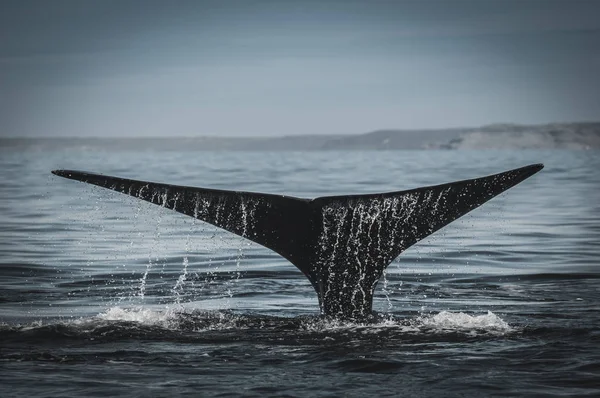 Cola Ballena Franca Península Valdés Patagonia Argentina — Foto de Stock