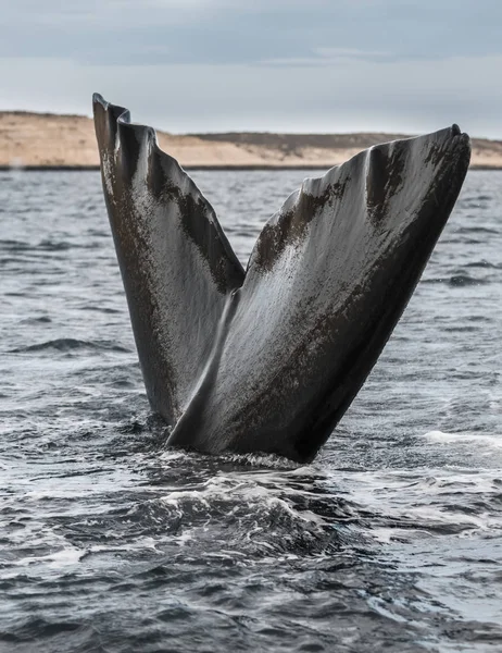 Right Whale Tail Peninsula Valdes Patagonia Argentina — Stock Photo, Image