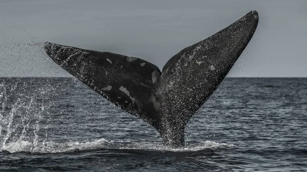 Cola Ballena Franca Península Valdés Patagonia Argentina — Foto de Stock