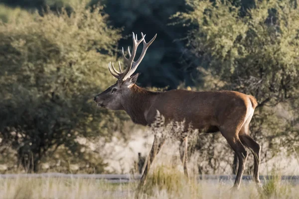 Veado Vermelho Masculino Época Rut Pampa Argentina — Fotografia de Stock