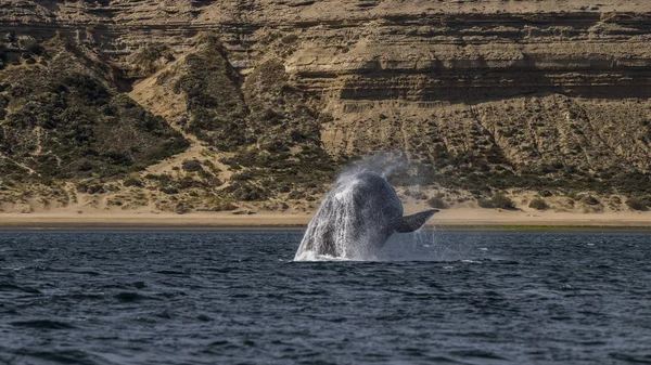 Salto Ballenas Francas Del Sur Puerto Madryn Patagonia —  Fotos de Stock