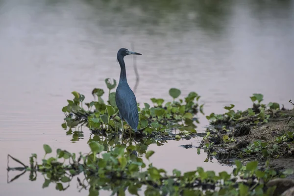 Blaureiher Pantanal Brasilien — Stockfoto