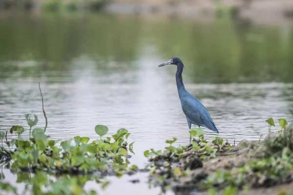 Little Blue Heron Pantanal Brasil — Fotografia de Stock