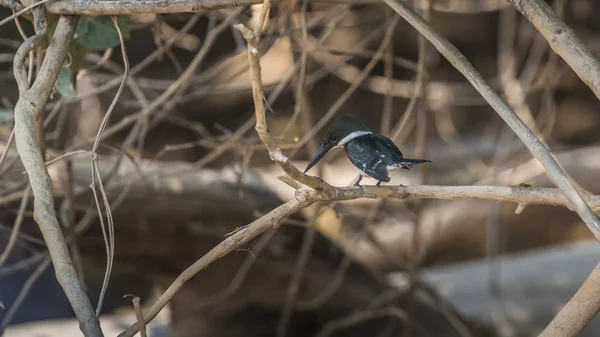 Ringed Kingfisher Wznosi Drzewie — Zdjęcie stockowe