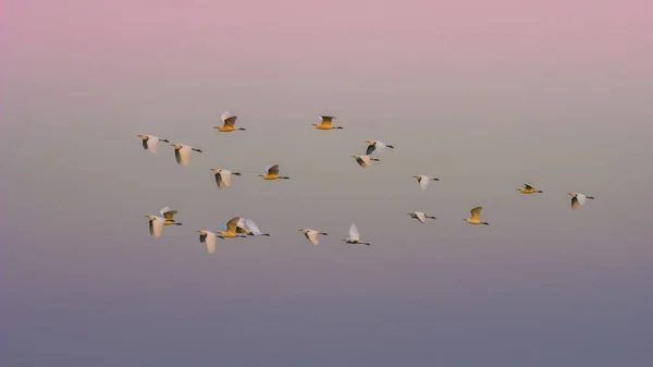 Manada Garzas Volando Patagonia Argentina —  Fotos de Stock