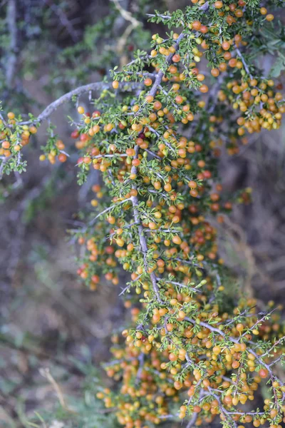 Piquilln Condalia Microphylla Orman Meyve — Stok fotoğraf