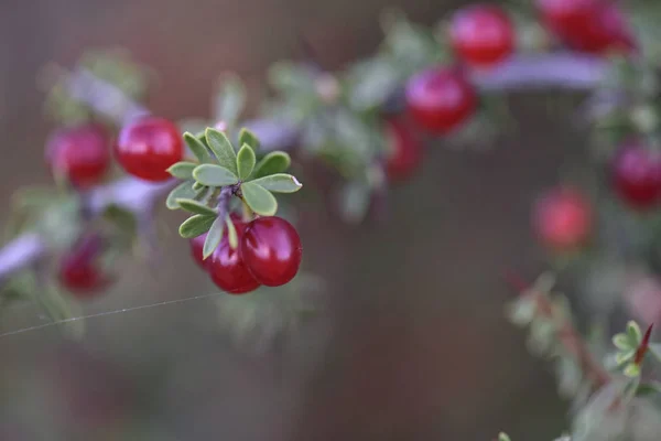 Piquilln Condalia Microphylla Frutas Floresta — Fotografia de Stock