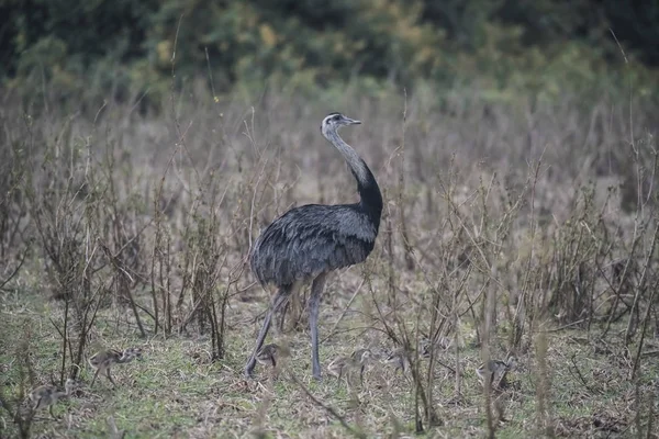 Greater Rhea Met Kuikens Rhea Americana Pantanal Brazilië — Stockfoto