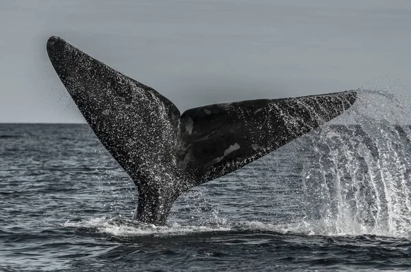 クジラ写真素材 ロイヤリティフリークジラ画像 Depositphotos