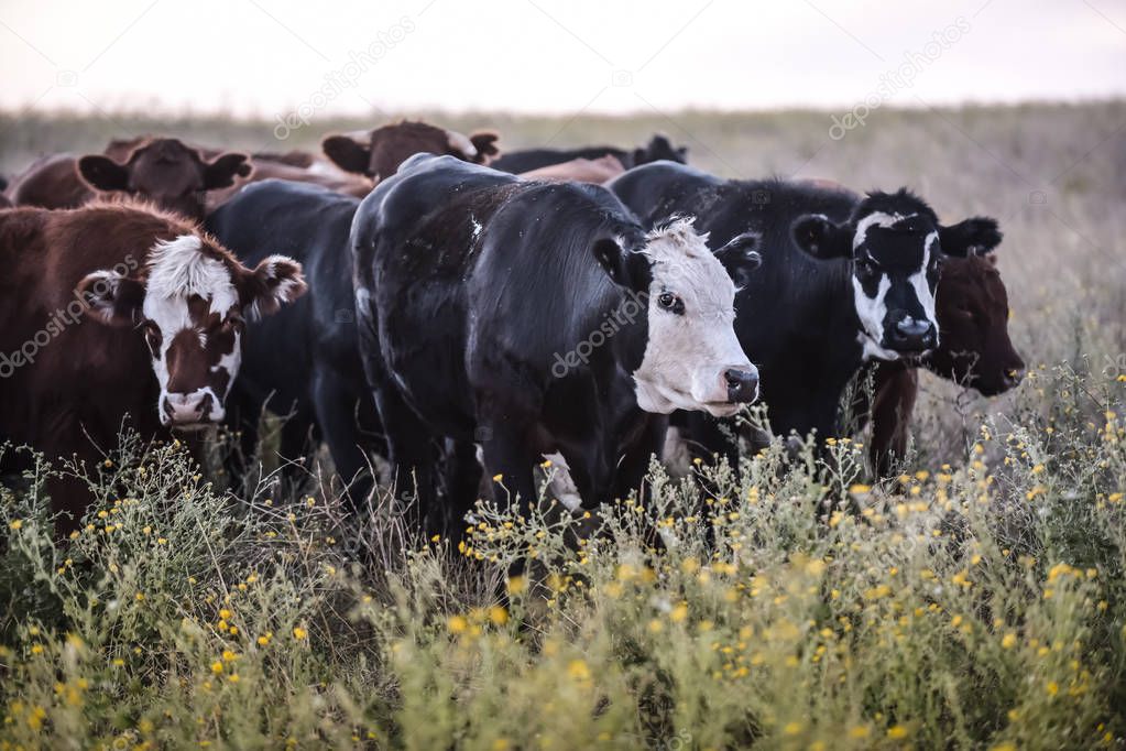 Dairy cows in Argentine countryside, Patagonia
