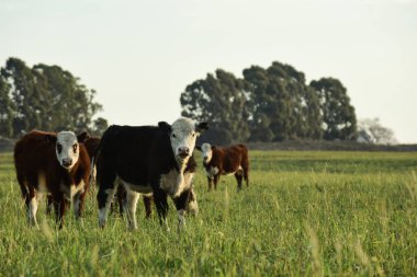 Steers feeding on natural grass, Buenos Aires Province, Argentina clipart