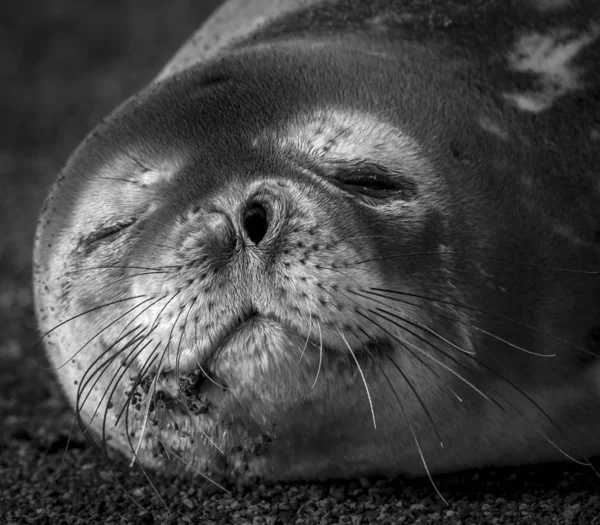 Weddell Zeehond Rustend Een Antarctica Strand Antarctic Peninsula — Stockfoto