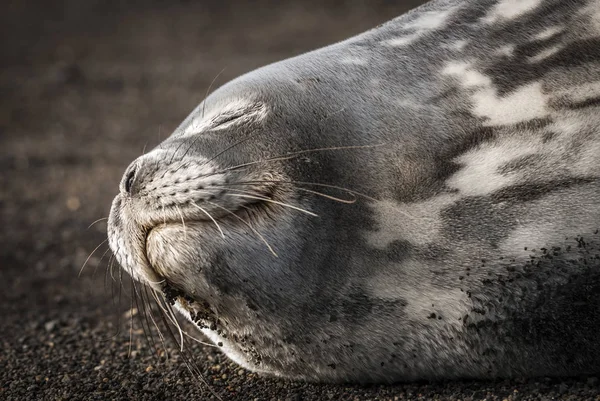 Selo Weddell Descansando Uma Praia Antártida Península Antártica — Fotografia de Stock